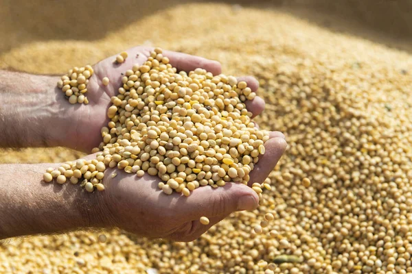 Soya bean seed in hands of farmer. Human, finger.