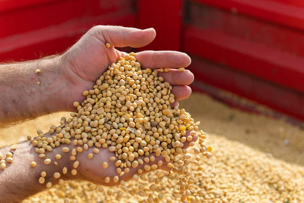 Soya bean seed in hands of farmer. Human, finger.