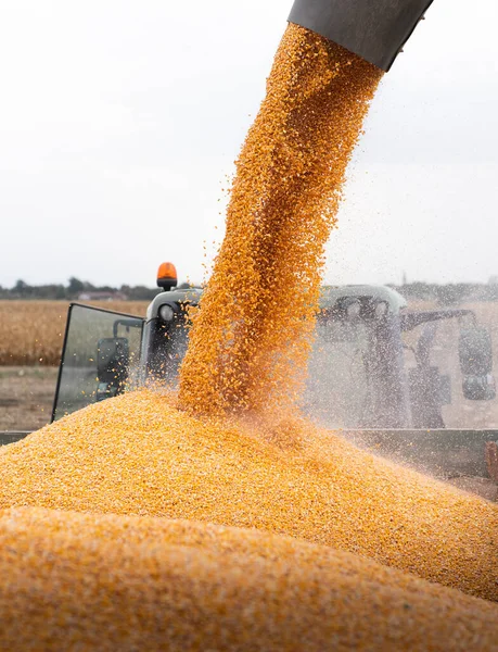 Grain Auger Του Συνδυάζουν Χύτευση Καλαμποκιού Ρυμουλκούμενο Τρακτέρ — Φωτογραφία Αρχείου