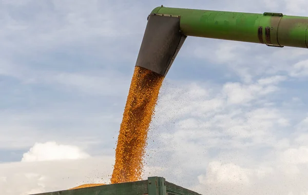 Grain Auger Combine Pouring Corn Tractor Trailer — Stock Photo, Image