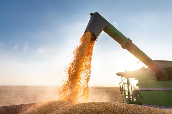 Barrena Grano Combinar Verter Maíz Remolque Tractor —  Fotos de Stock