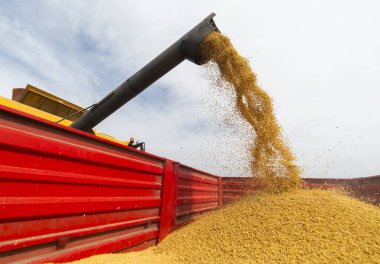 Traktör römorkuna soya fasulyesi döken bir buğday.