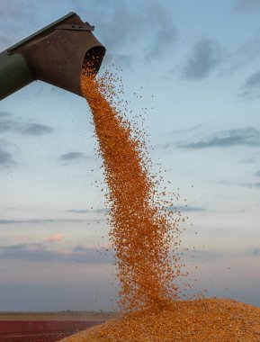 Traktör römorkuna mısır döken bir buğday. Gün batımı..