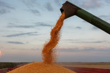 Traktör römorkuna mısır döken bir buğday. Gün batımı..