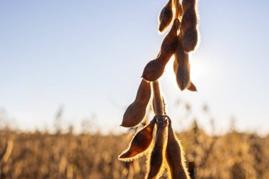 Yakından soya fasulyesi tarlasında olgunlaşmış fasulye.
