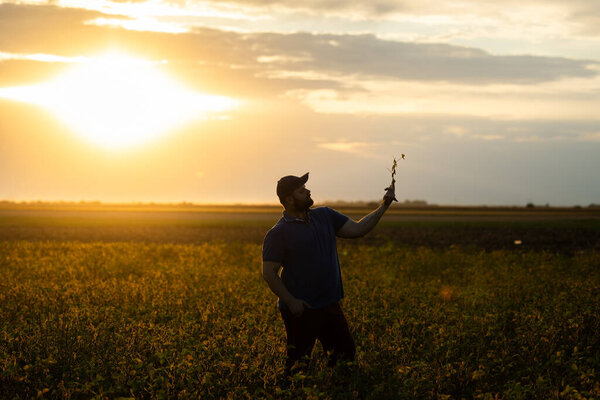 Фермер осмотрел посевы сои в сельском хозяйстве - Концепция Агро 