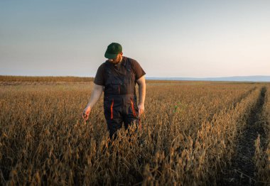 Çiftçi tarım alanındaki soya ekinlerini inceliyor - tarım kavramı 