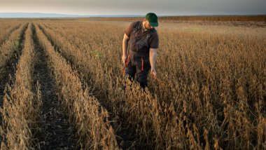 Çiftçi tarım alanındaki soya ekinlerini inceliyor - tarım kavramı 