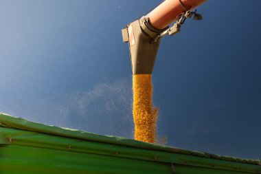 Traktör römorkuna mısır döken bir buğday.