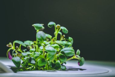 küçük bir yeşil kekik bitkisinin büyütülmüş görüntü Filiz dan büyüyen