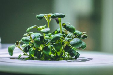 küçük bir yeşil kekik bitkisinin büyütülmüş görüntü Filiz dan büyüyen