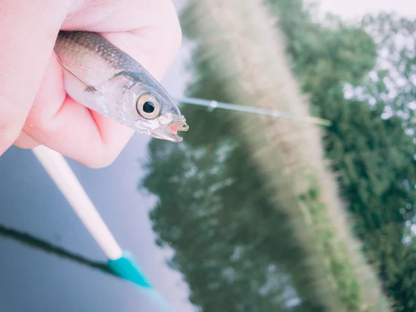 Un poisson capturé dans une pêche piégée dans une main d'homme contre un l — Photo