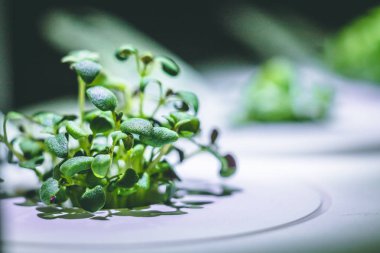 küçük bir yeşil kekik bitkisinin büyütülmüş görüntü Filiz dan büyüyen