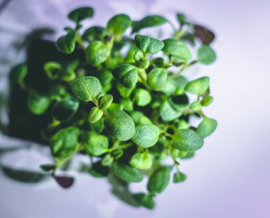 küçük bir yeşil kekik bitkisinin büyütülmüş görüntü Filiz dan büyüyen