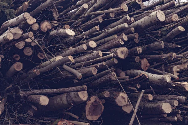 Огромная Куча Вырубленных Деревьев Концепция Экологии Охраны Природы — стоковое фото