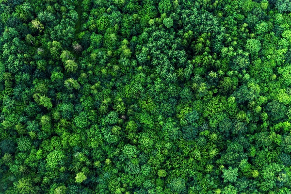 区域绿色森林的顶部视图。自然纹理 图库照片