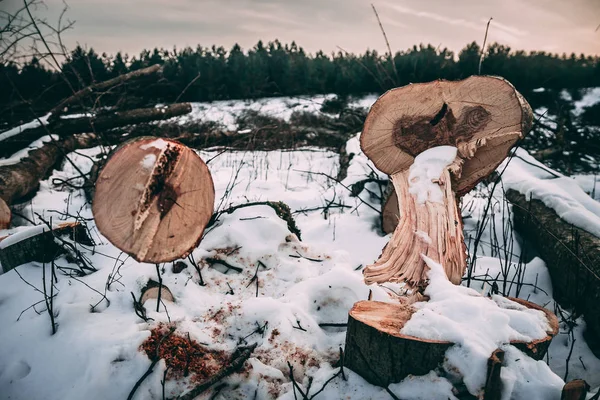 Vikta träd Ligg på fältet i snön på vintern mot den — Stockfoto