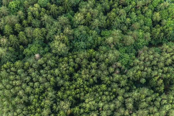 区域绿色森林的顶部视图。自然纹理 免版税图库图片
