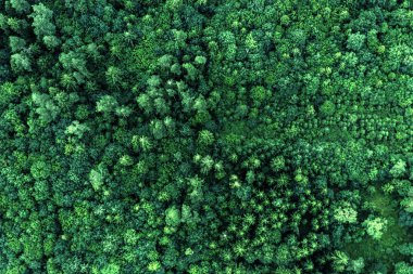 Üstten görünüm alanı yeşil orman. Doku doğa