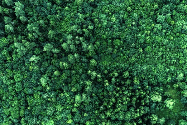 区域绿色森林的顶部视图。自然纹理 图库图片