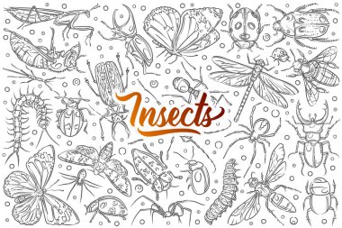 Elle çizilmiş böcekler karınca ve kelebek.