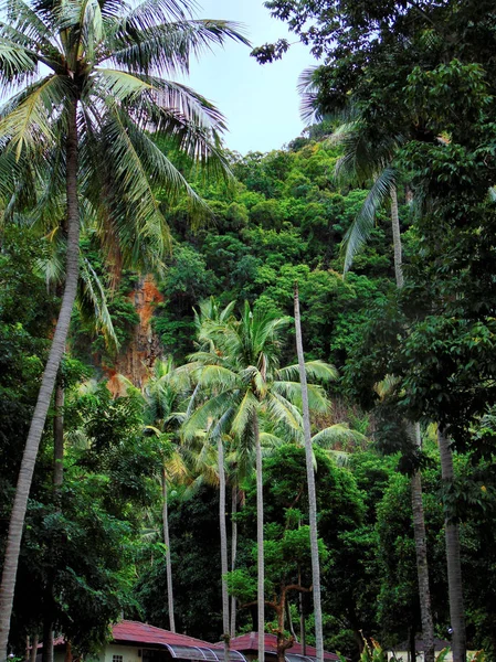 Todo Sobre Palmeras Krabi Tailandia — Foto de Stock