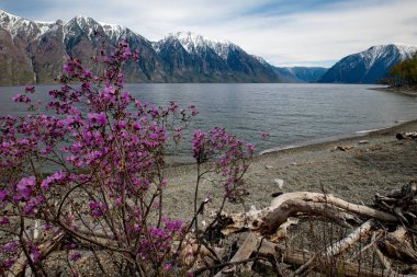 Rusya. Güney Batı Sibirya, Altay Dağları'nın Bahar çiçekleri. Ormangülü. Çiçeklenme periyoduna altay baharın karşılaşması başlayacak. 