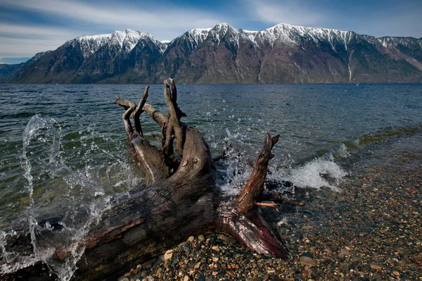 Ryssland Söder Västra Sibirien Mountain Altai Slutet Våren Stranden Sjön — Stockfoto