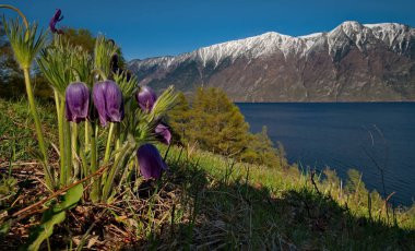 Rusya. Güney Batı Sibirya, Altay Dağları'nın bahar çiçekleri.