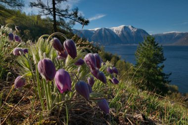 Rusya. Güney Batı Sibirya, Altay Dağları'nın bahar çiçekleri.