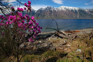 - Rusya. Batı Sibirya 'nın güneyi, Altai dağlarının bahar çiçekleri. Rododendron. Çiçek açma dönemi, pek çok turistin ilgisini çeken Altai dağlarında baharın ana olayıdır..