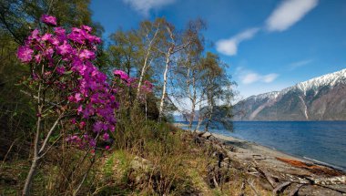 - Rusya. Batı Sibirya 'nın güneyi, Altai dağlarının bahar çiçekleri. Rododendron. Çiçek açma dönemi, pek çok turistin ilgisini çeken Altai dağlarında baharın ana olayıdır..