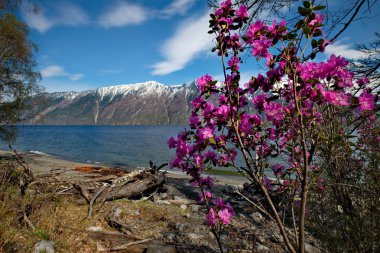 - Rusya. Batı Sibirya 'nın güneyi, Altai dağlarının bahar çiçekleri. Rododendron. Çiçek açma dönemi, pek çok turistin ilgisini çeken Altai dağlarında baharın ana olayıdır..
