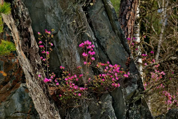 Russia South Western Siberia Spring Flowers Altai Mountains Rhododendron Its — Stock Photo, Image