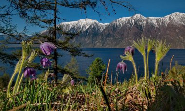 Rusya. Güney Batı Sibirya, Altay Dağları'nın bahar çiçekleri. 