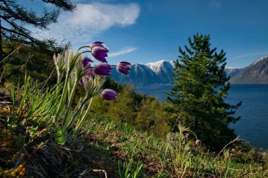 Rusya. Güney Batı Sibirya, Altay Dağları'nın bahar çiçekleri. 
