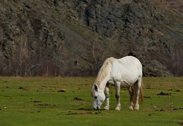 Russie Chevaux Sur Les Prairies Libres Des Montagnes Altaï — Photo