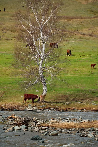 Russland Pferde Auf Den Freien Wiesen Des Altai Gebirges — Stockfoto