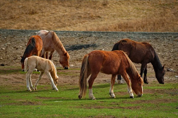 Russland Pferde Auf Den Freien Wiesen Des Altai Gebirges — Stockfoto