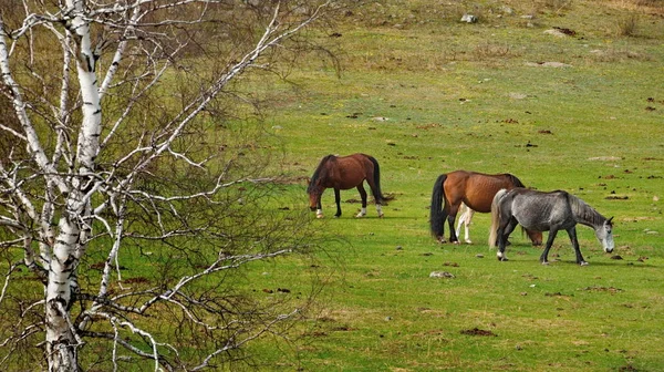 Rússia Cavalos Nos Prados Livres Das Montanhas Altai — Fotografia de Stock