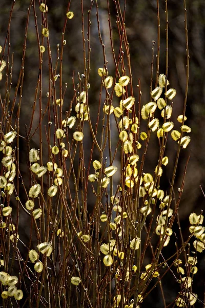 Rusia Primavera Siberia Occidental Sauce Florece Sol — Foto de Stock