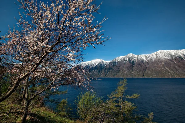 Rusya. Altay dağlarında Teletskoe gölde çiçekli kayısı.