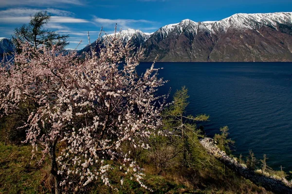 Rusya. Altay dağlarında Teletskoe gölde çiçekli kayısı.