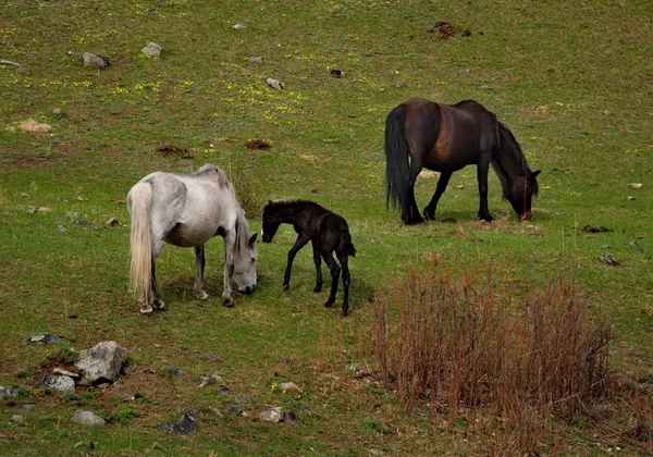 Russland Pferde Auf Den Freien Wiesen Des Altai Gebirges — Stockfoto