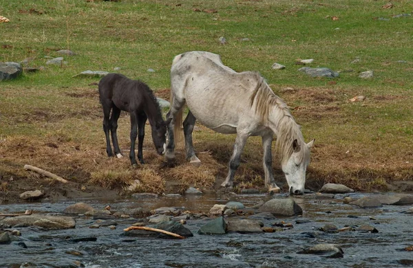 俄罗斯 阿尔泰山自由草地上的马 — 图库照片
