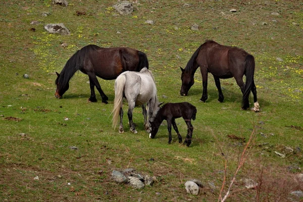 俄罗斯 阿尔泰山自由草地上的马 — 图库照片