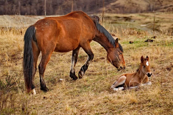 Russia. Horses on the free meadows of the Altai mountains