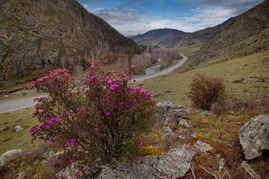 - Rusya. Batı Sibirya 'nın güneyi, Altai dağlarının bahar çiçekleri. Rododendron. Çiçek açma dönemi, pek çok turistin ilgisini çeken Altai dağlarında baharın ana olayıdır..