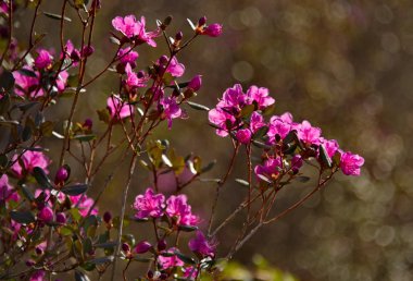 - Rusya. Batı Sibirya 'nın güneyi, Altai dağlarının bahar çiçekleri. Rododendron. Çiçek açma dönemi, pek çok turistin ilgisini çeken Altai dağlarında baharın ana olayıdır..
