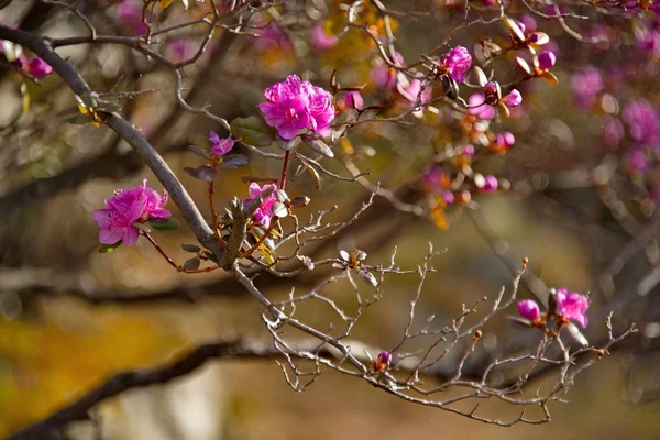 Rosja Południowa Syberia Zachodnia Wiosenne Kwiaty Gór Altai Rododendron Jego — Zdjęcie stockowe
